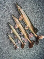 Fox Rage Gumová Nástraha Ultra Realistic Pike Replicant 15cm 39g