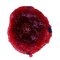 LK Baits CUC! RAISIN Wild Strawberry 50g