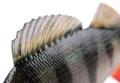 Gumová Nástraha Fox Rage Ultra-Realistic Perch Replicant 10cm-19g