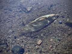LK Baits Predátor dipovaná rybička XL