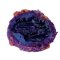 LK Baits CUC! RAISIN Švestka 50g